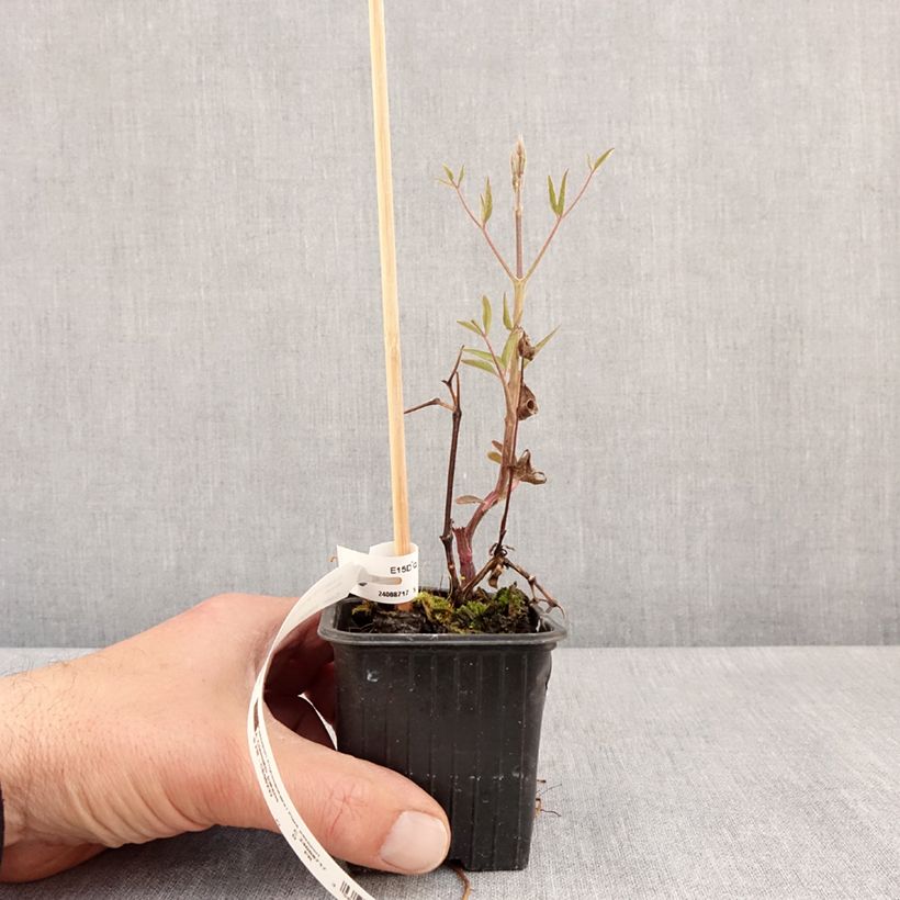 Exemplaar van Clematis Ville de Lyon - Clématite Kweekpotje van 8/9 cm zoals geleverd in de lente