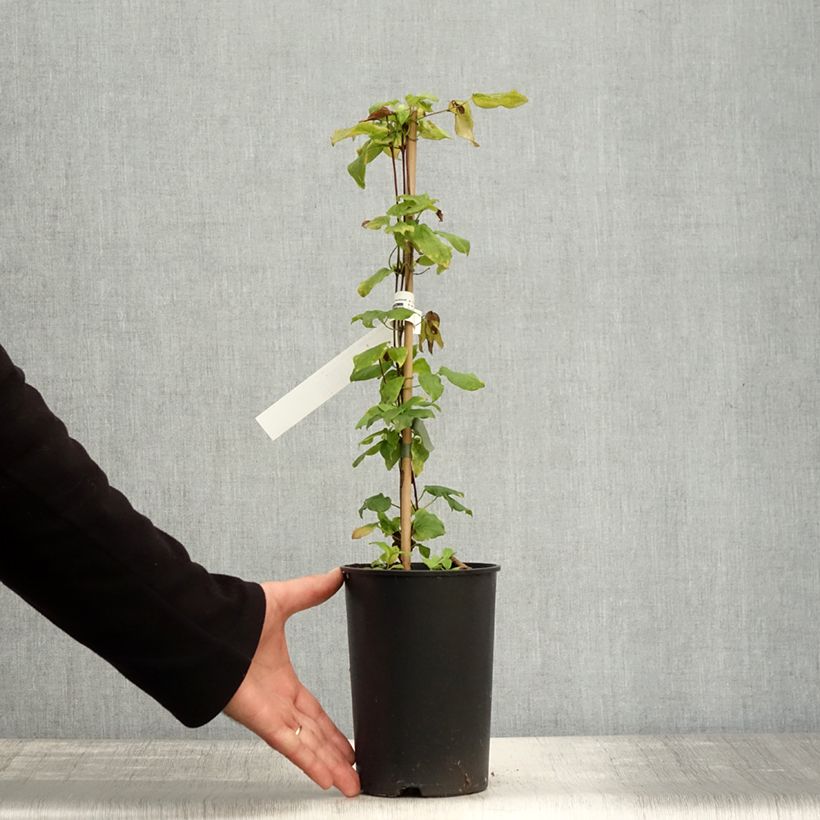 Exemplaar van Clematis Ville de Lyon - Clématite Pot van 1,5 l/2 l zoals geleverd in de herfst
