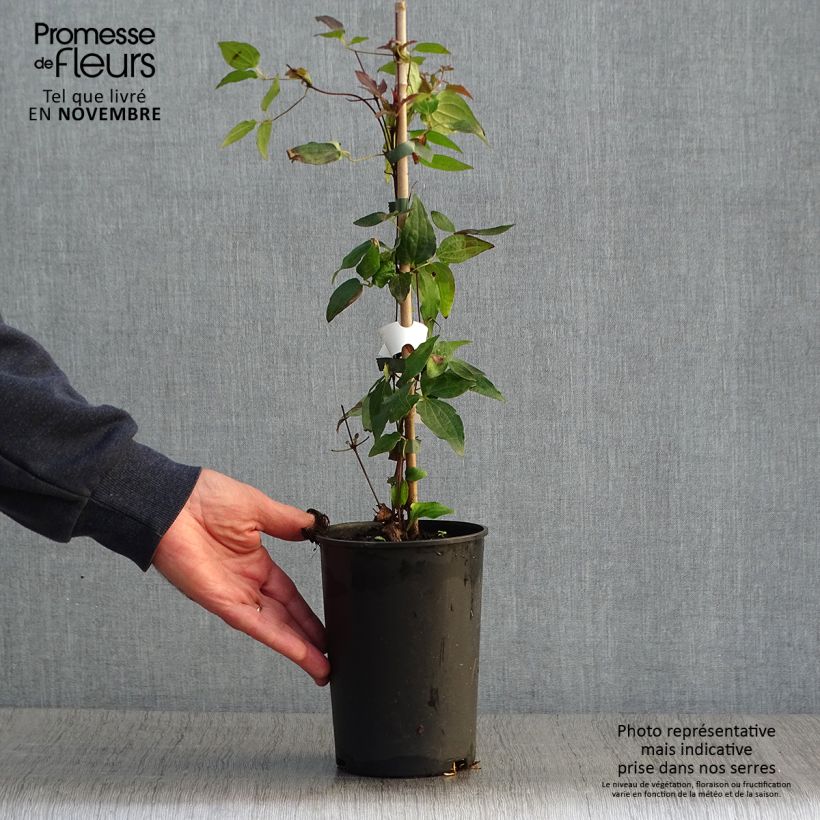 Exemplaar van Clematis patens Violet Elisabeth - Bosrank Pot van 2 l/3 l zoals geleverd in de herfst