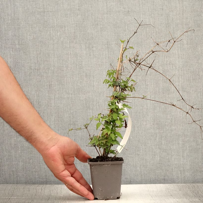 Exemplaar van Clematis vitalba - Wilde bosrank Kweekpotje van 8/9 cm zoals geleverd in de zomer
