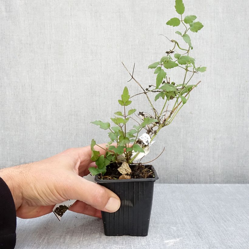 Exemplaar van Clematis vitalba - Wilde bosrank Kweekpotje van 8/9 cm zoals geleverd in de herfst