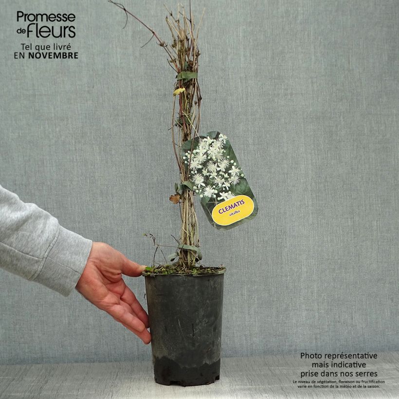 Exemplaar van Clematis vitalba - Wilde bosrank Pot van 2 l/3 l zoals geleverd in de herfst