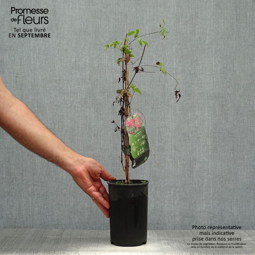 Exemplaar van Clematis viticella Abundance - Italiaanse clematis Pot van 2 l/3 l zoals geleverd in de herfst