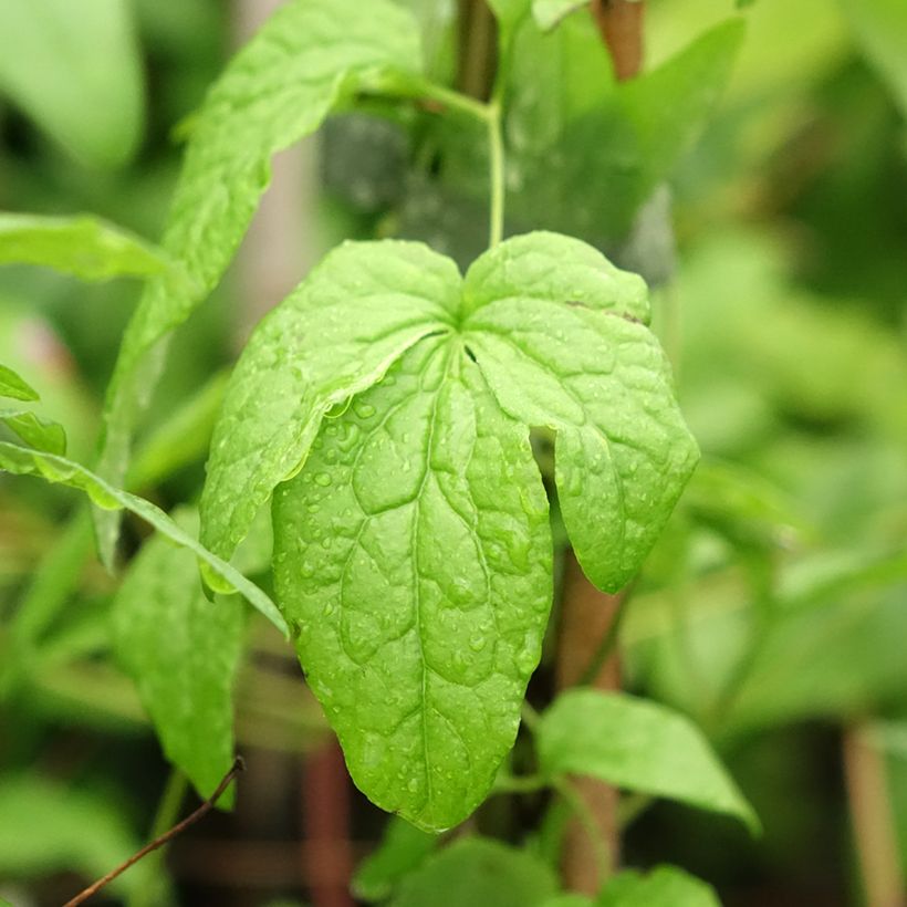 Clematis viticella Abundance - Italiaanse clematis (Blad)