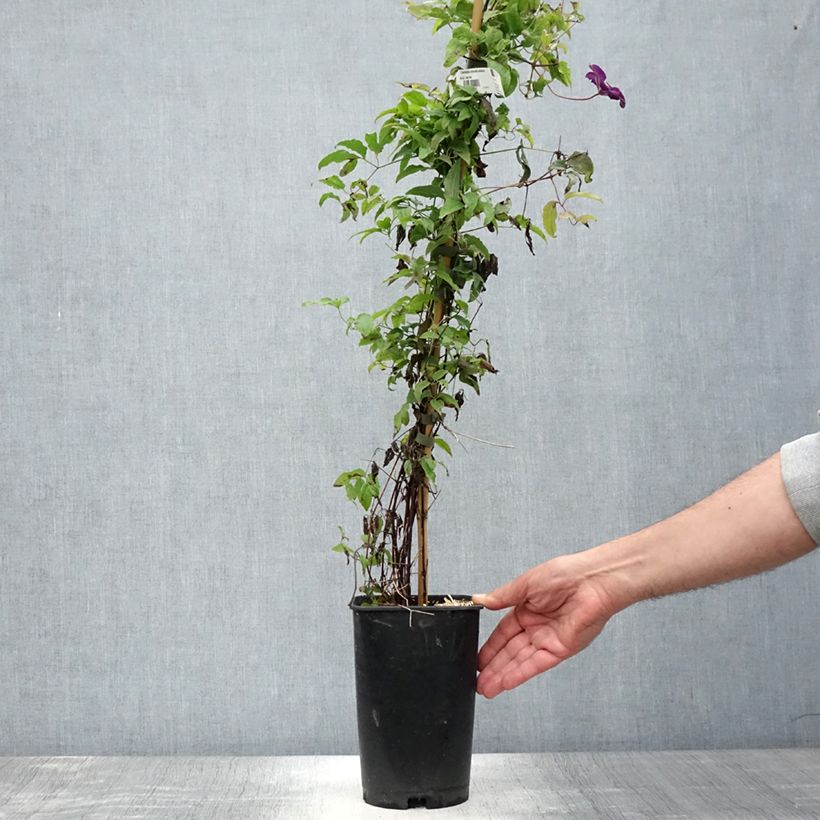 Exemplaar van Clematis viticella Aotearoa - Italiaanse clematis Pot van 2 l/3 l zoals geleverd in de zomer