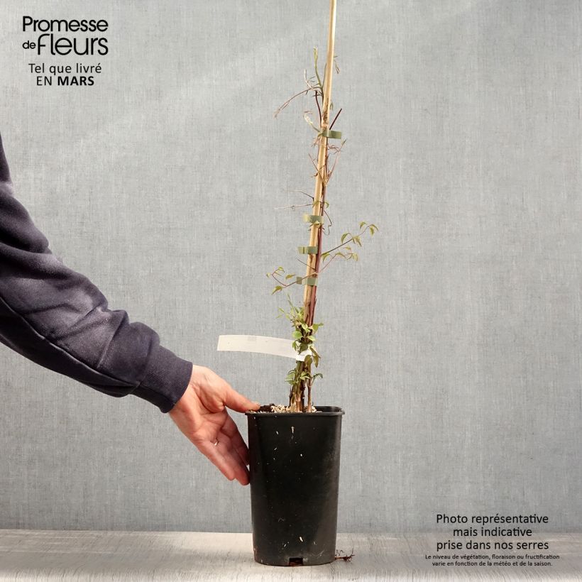 Exemplaar van Clematis viticella Aotearoa - Italiaanse clematis Pot van 2 l/3 l zoals geleverd in de lente