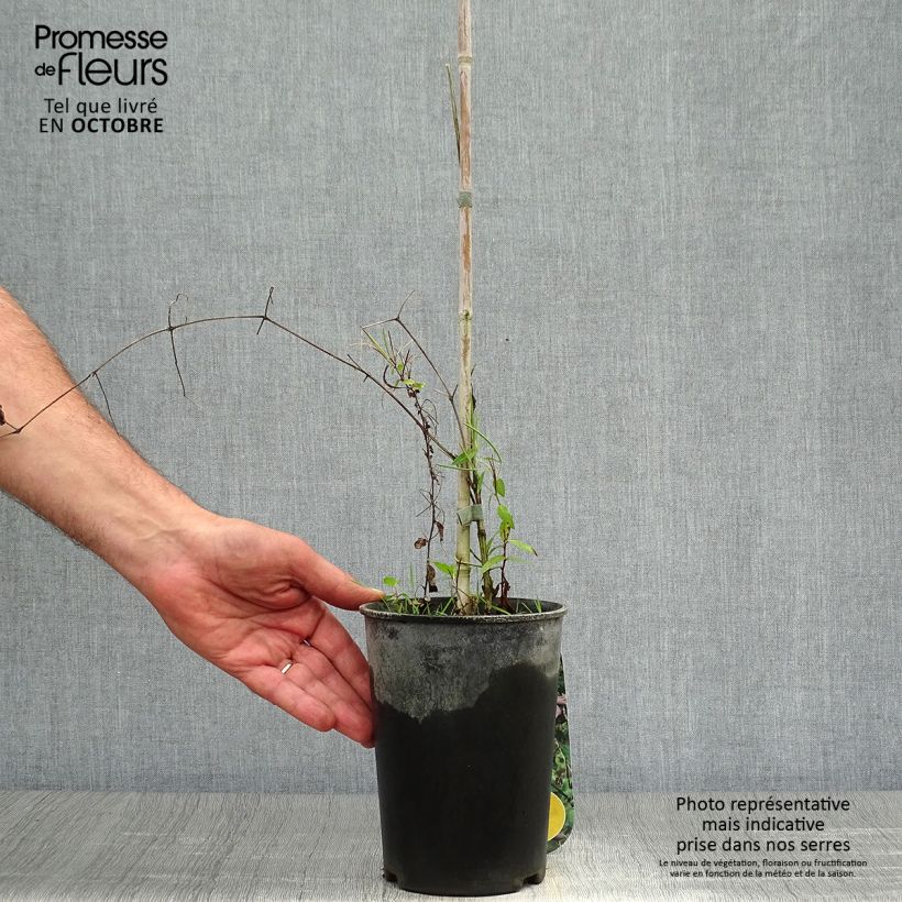 Exemplaar van Clematis viticella Black Prince - Italiaanse clematis Pot van 2 l/3 l zoals geleverd in de herfst