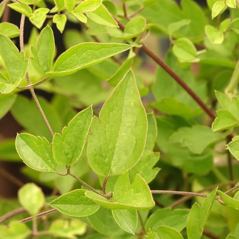 Clematis Caerulea Luxurians - Italiaanse clematis (Blad)