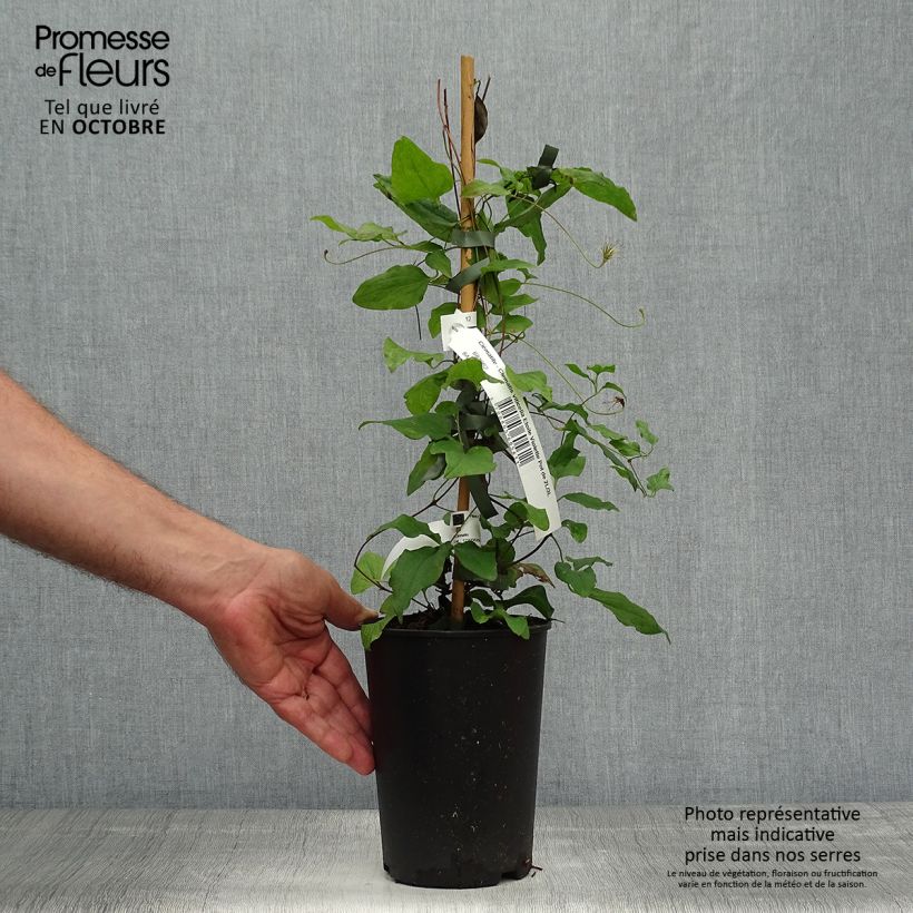 Exemplaar van Clematis Etoile violette - Italiaanse clematis Pot van 2 l/3 l zoals geleverd in de herfst