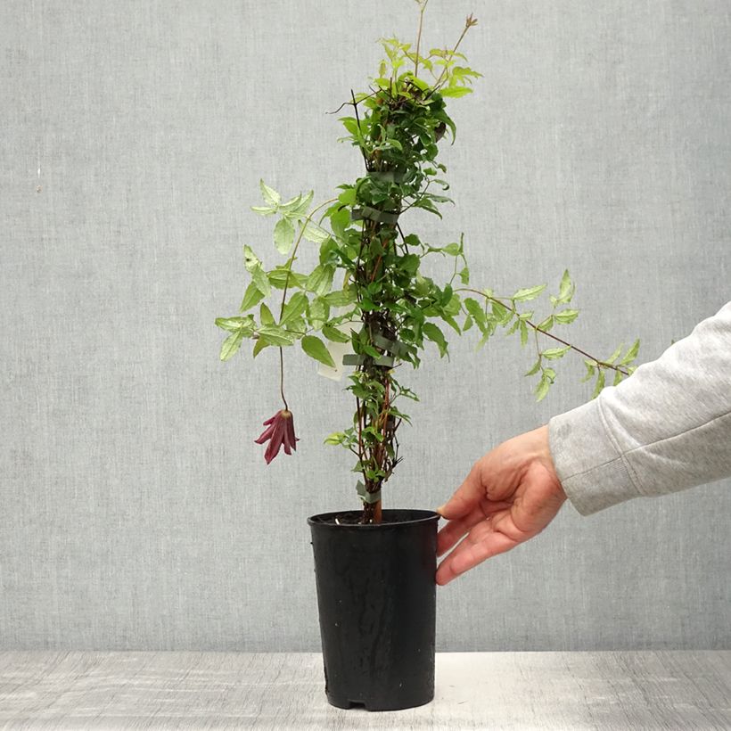 Exemplaar van Clematis viticella Glorious Day - Italiaanse clematis Pot van 1,5 l/2 l zoals geleverd in de lente