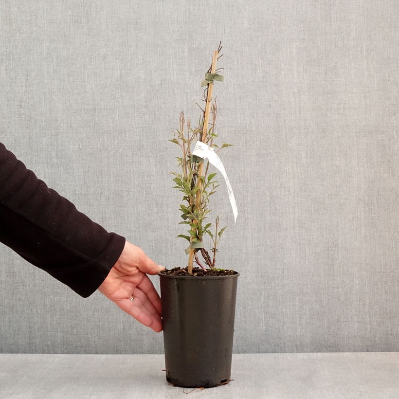 Exemplaar van Clematis viticella Glorious Red - Italiaanse clematis Pot van 1,5 l/2 l zoals geleverd in de lente