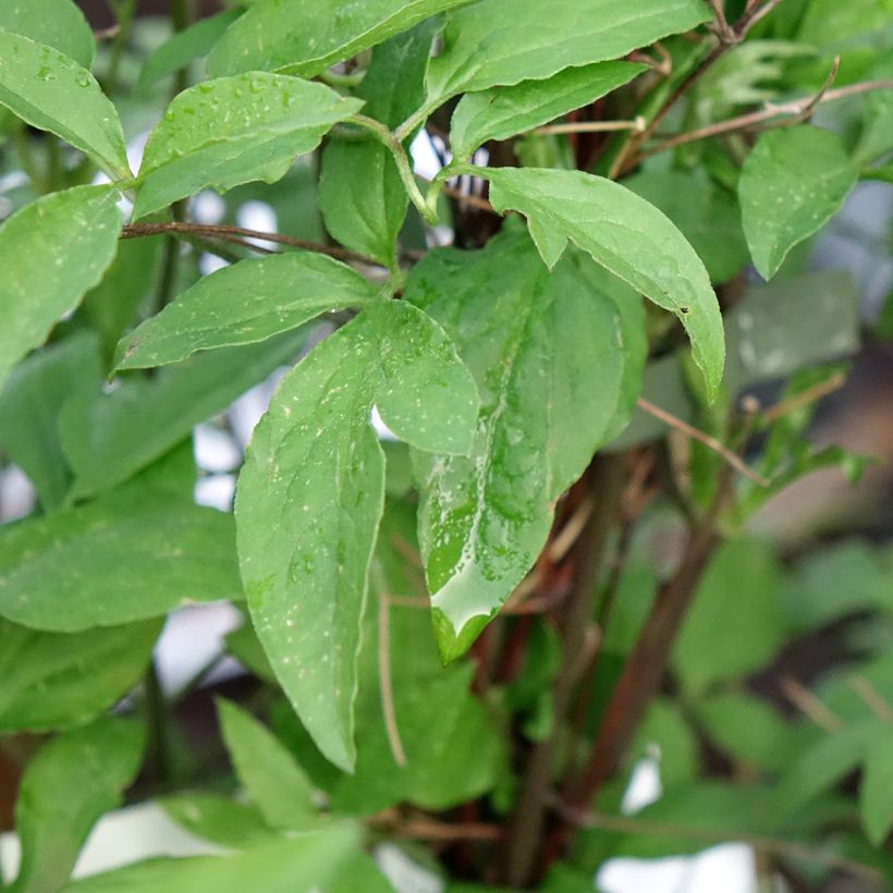 Clématite - Clematis viticella Glorious Surprise (Blad)