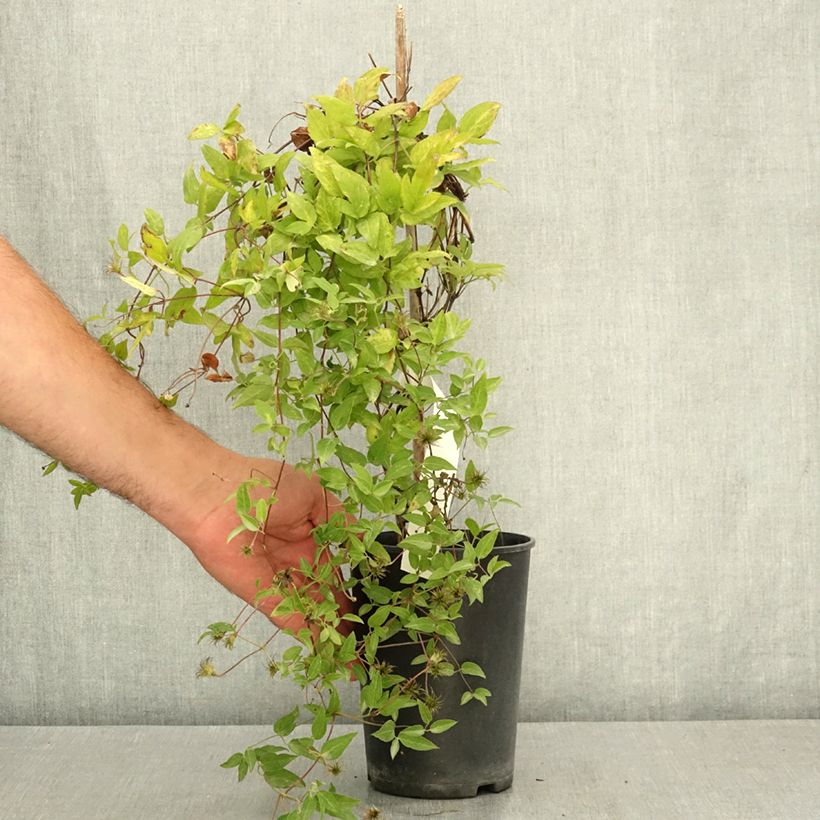 Exemplaar van Clématite - Clematis viticella Glorious Surprise Pot van 2 l/3 l zoals geleverd in de zomer