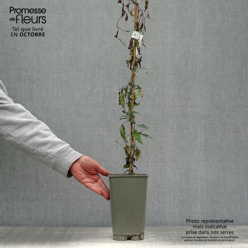 Exemplaar van Clematis Panther - Italiaanse clematis Pot van 2 l/3 l zoals geleverd in de herfst