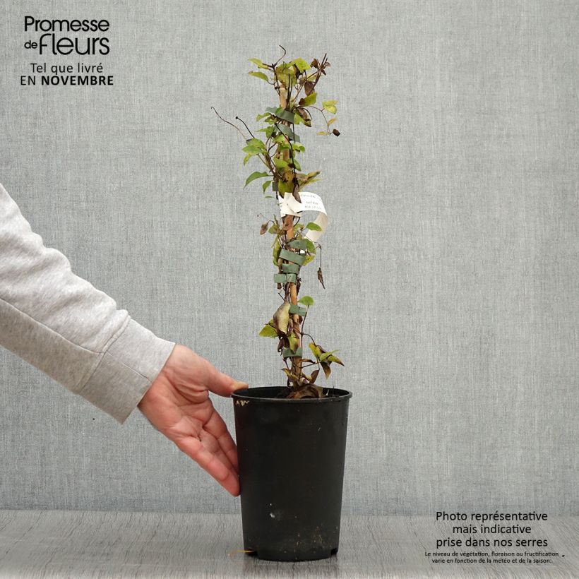 Exemplaar van Clematis viticella Queen Mother - Italiaanse clematis Pot van 2 l/3 l zoals geleverd in de herfst