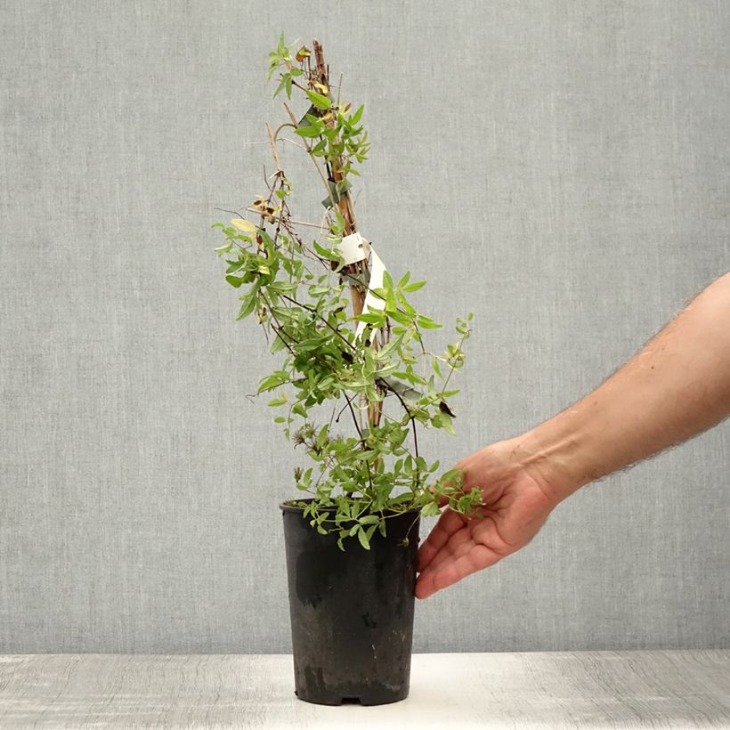 Exemplaar van Clematis viticella Rosalyn - Italiaanse clematis Pot van 2 l/3 l zoals geleverd in de zomer