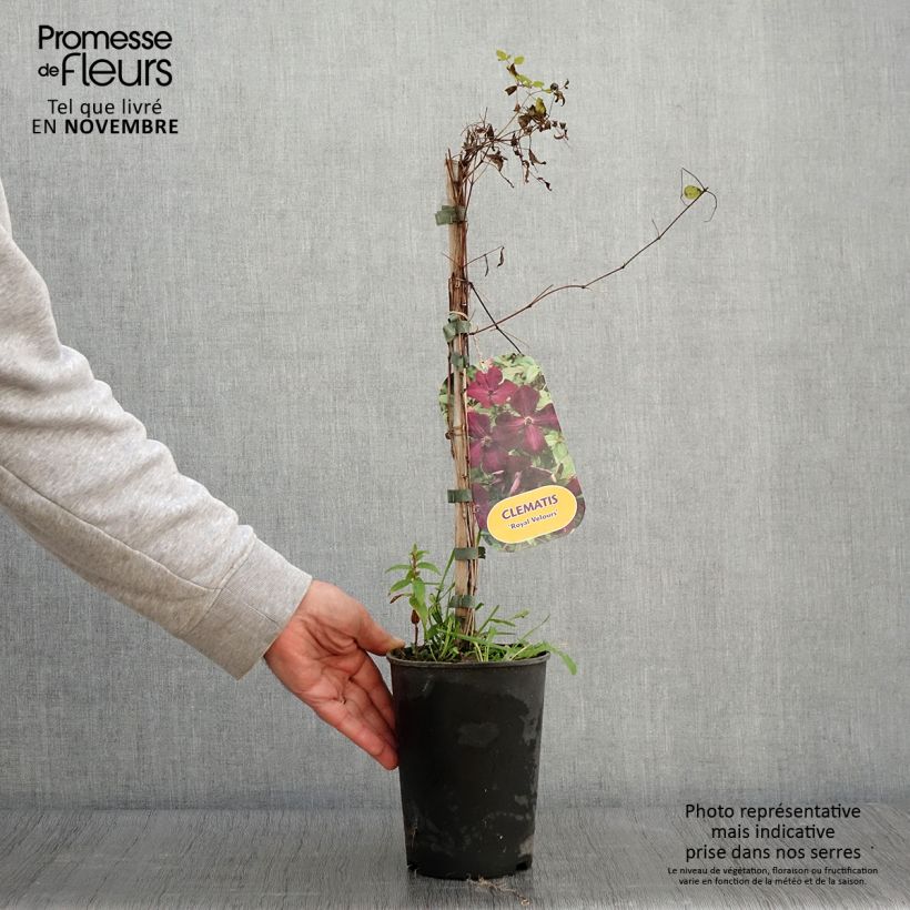 Exemplaar van Clematis viticella Royal Velours - Italiaanse clematis Pot van 2 l/3 l zoals geleverd in de herfst