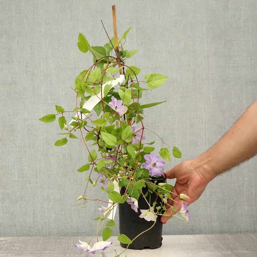 Exemplaar van Clematis Sea Breeze - Italiaanse clematis Pot van 2 l/3 l zoals geleverd in de zomer