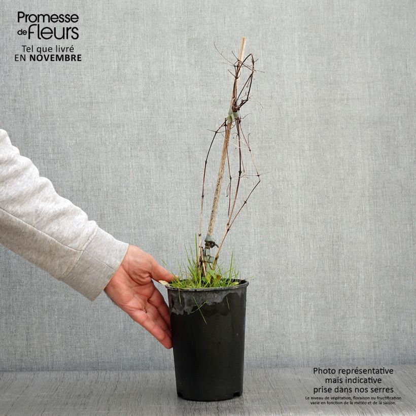 Exemplaar van Clematis viticella Sunny Sky - Italiaanse clematis Pot van 2 l/3 l zoals geleverd in de herfst
