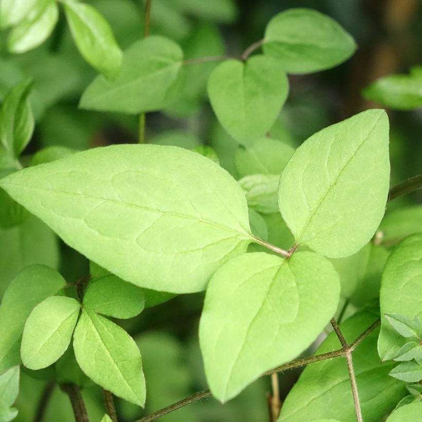 Clematis viticella Welcome Home - Italiaanse clematis (Blad)