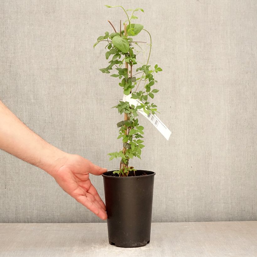 Exemplaar van Clematis viticella Welcome Home - Italiaanse clematis Pot van 2 l/3 l zoals geleverd in de lente