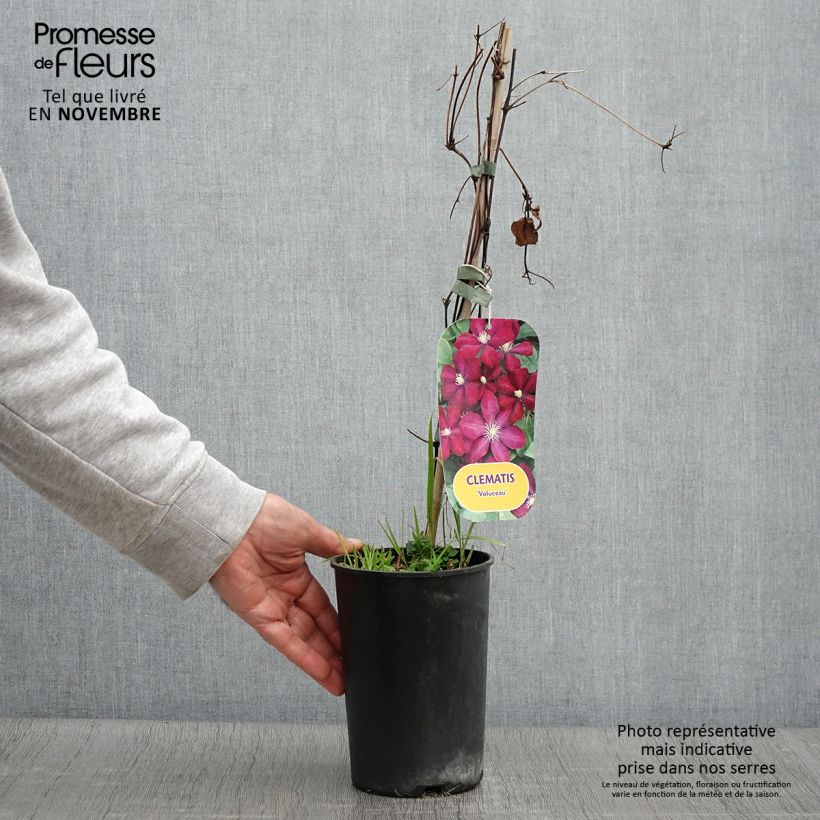 Exemplaar van Clematis Voluceau - Italiaanse clematis Pot van 2 l/3 l zoals geleverd in de herfst