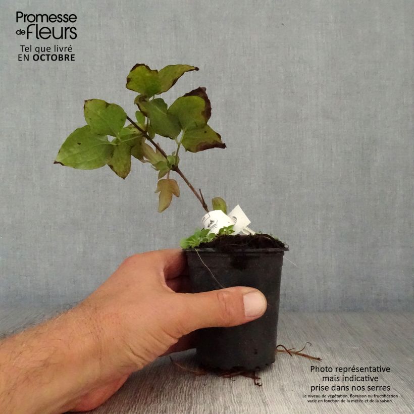 Exemplaar van Clematis patens Vyvyan Pennell - Bosrank Kweekpotje van 8/9 cm zoals geleverd in de herfst