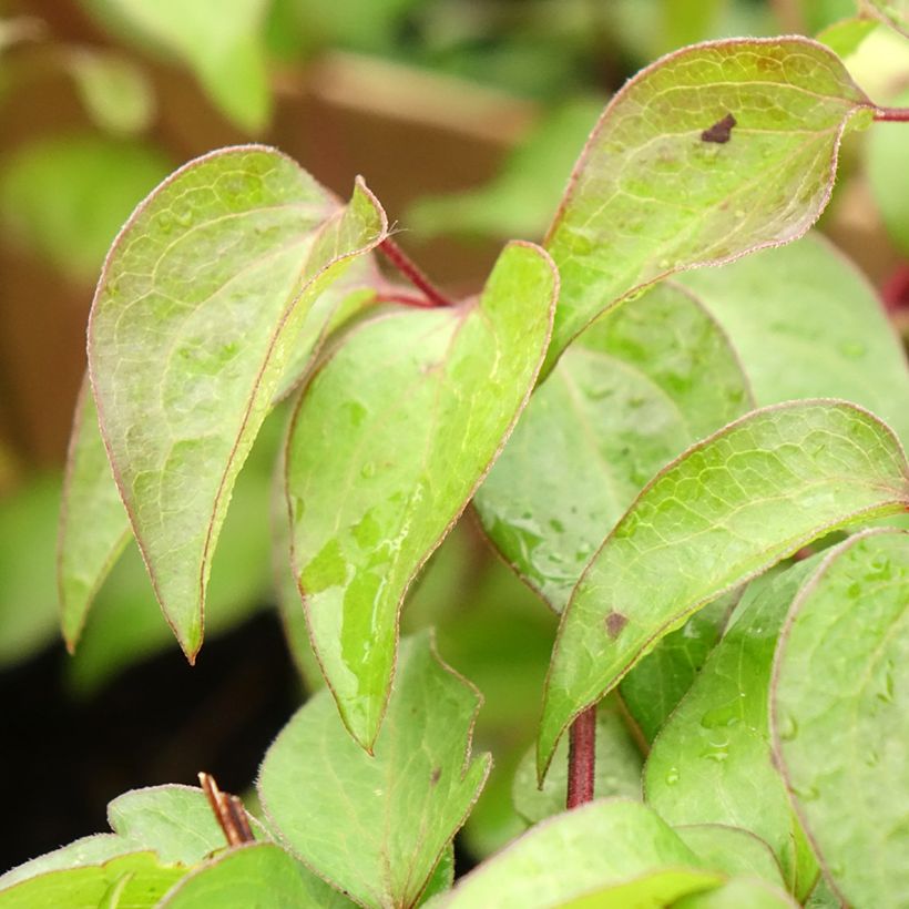Clematis patens Vyvyan Pennell - Bosrank (Blad)