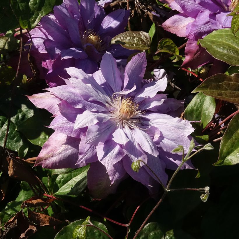 Clematis patens Vyvyan Pennell - Bosrank (Bloei)
