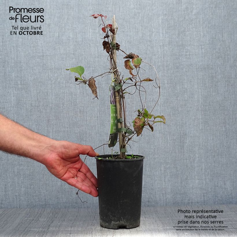Exemplaar van Clematis patens Yvette Houry - Bosrank Pot van 1,5 l/2 l zoals geleverd in de herfst