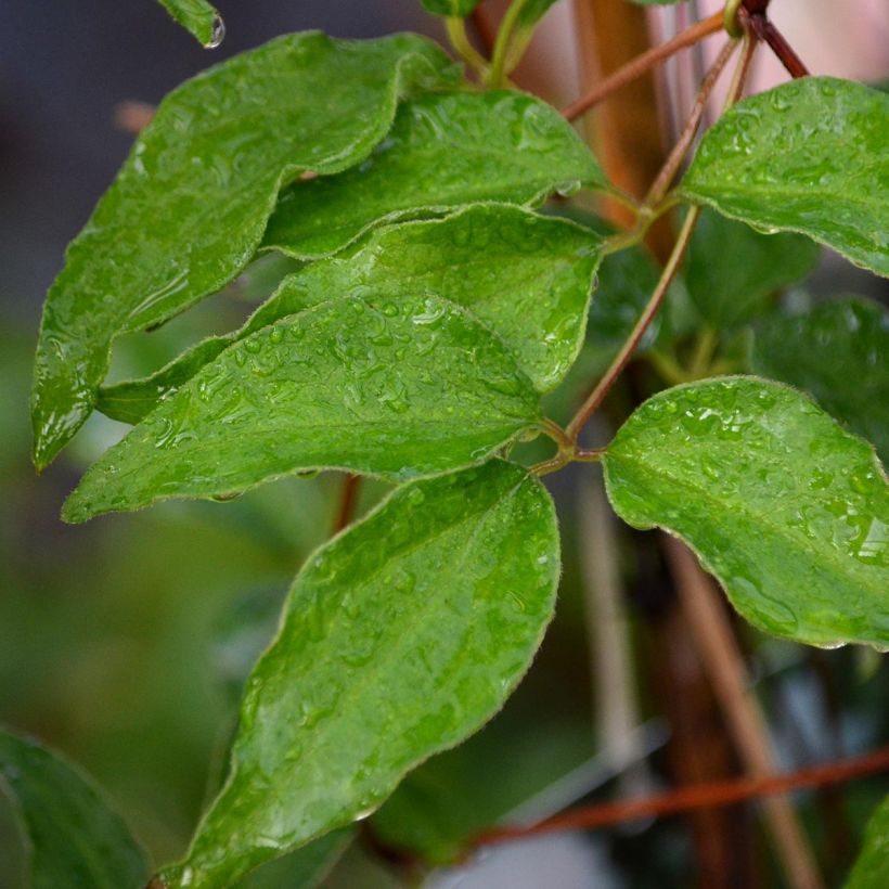 Clematis patens Dancing Dorien Zodado - Bosrank (Blad)