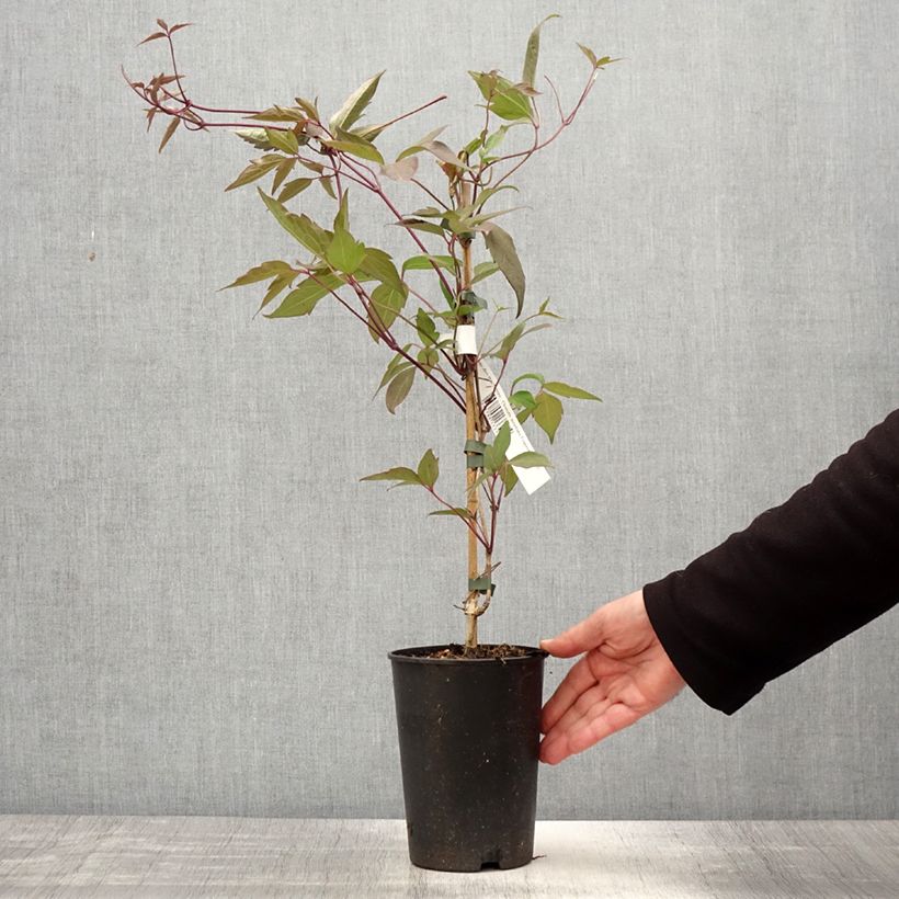 Exemplaar van Clematis montana Fragrant Spring - Bergbosrank Pot van 1,5 l/2 l zoals geleverd in de lente
