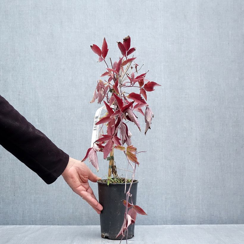 Exemplaar van Clematis montana Fragrant Spring - Bergbosrank Pot van 1,5 l/2 l zoals geleverd in de herfst