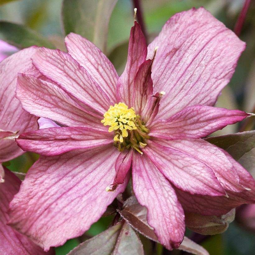 Clematis montana Sunrise - Bergbosrank (Bloei)
