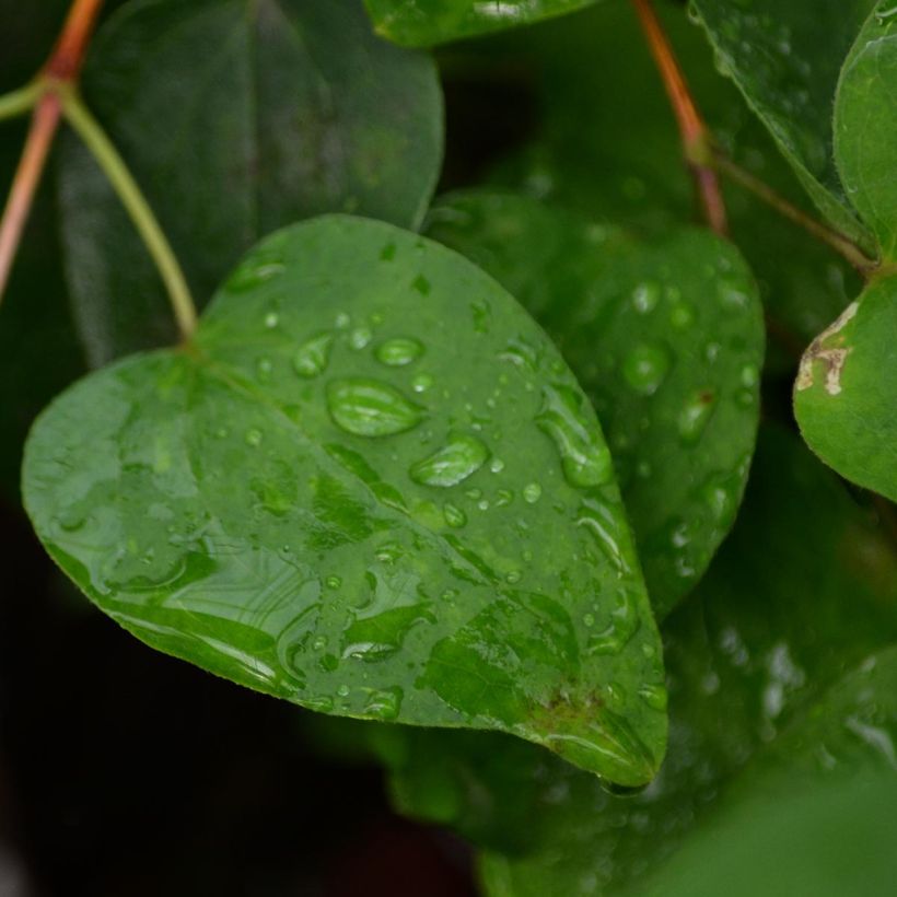 Clematis texensis Duchess of Albany - Bosrank (Blad)