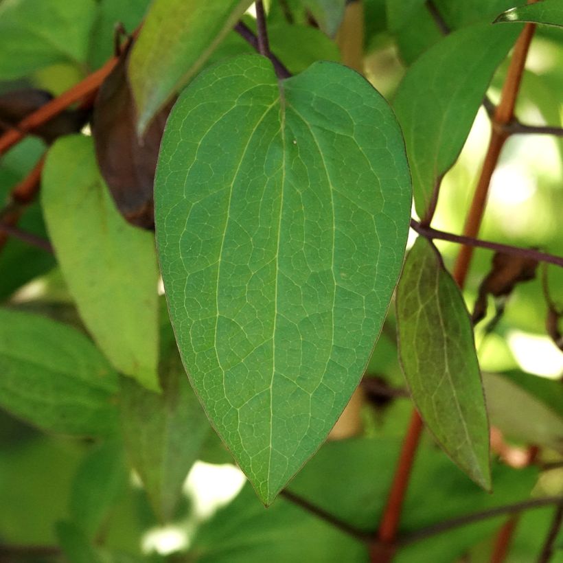 Clematis Etoile de Malicorne (Blad)