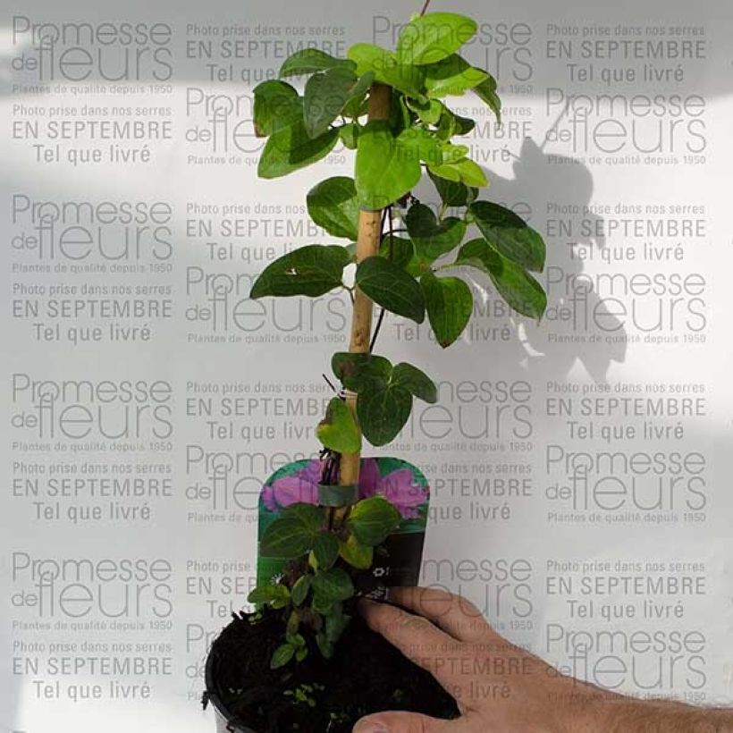 Voorbeeld van een exemplaar van Clématite - Clematis Hanagurama Pot de 2L/3L zoals geleverd