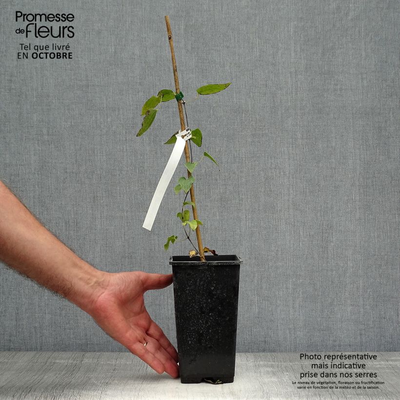 Exemplaar van Clematis Henryi Pot van 1,5 l/2 l zoals geleverd in de herfst