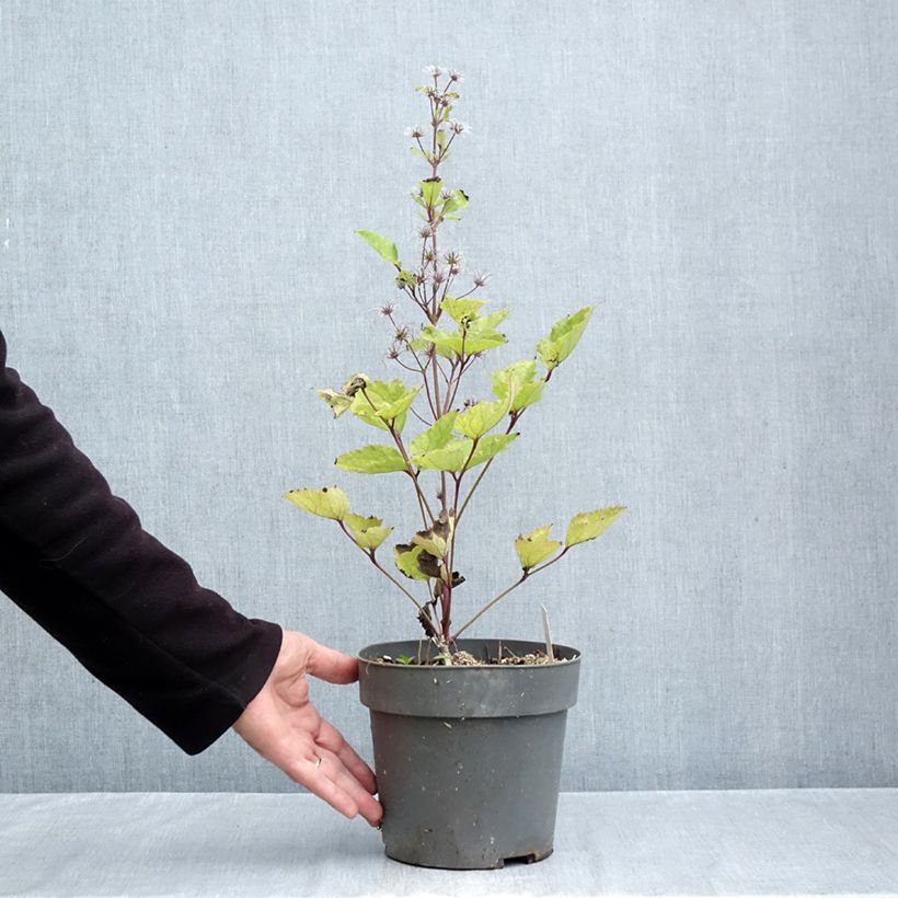 Exemplaar van Clematis heracleifolia China Purple - Struikclematis Pot van 2 l/3 l zoals geleverd in de herfst