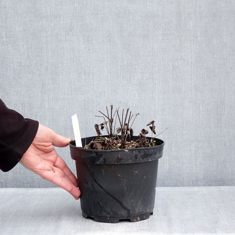 Exemplaar van Clematis heracleifolia China Purple - Struikclematis Pot van 2 l/3 l zoals geleverd in de winter