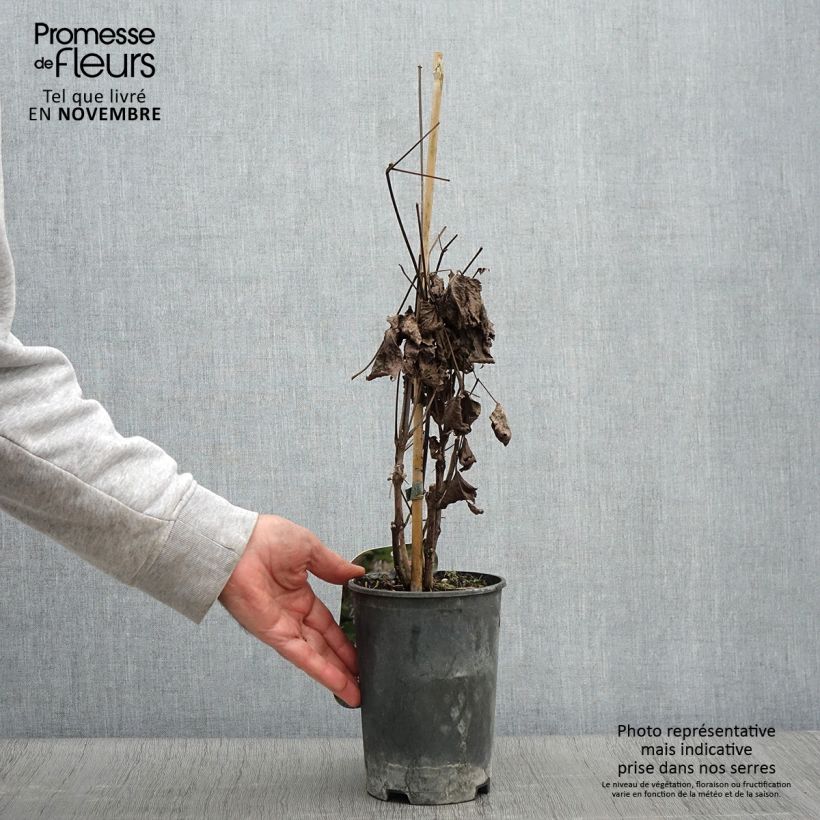 Exemplaar van Clematis heracleifolia - Struikclematis Pot van 2 l/3 l zoals geleverd in de herfst