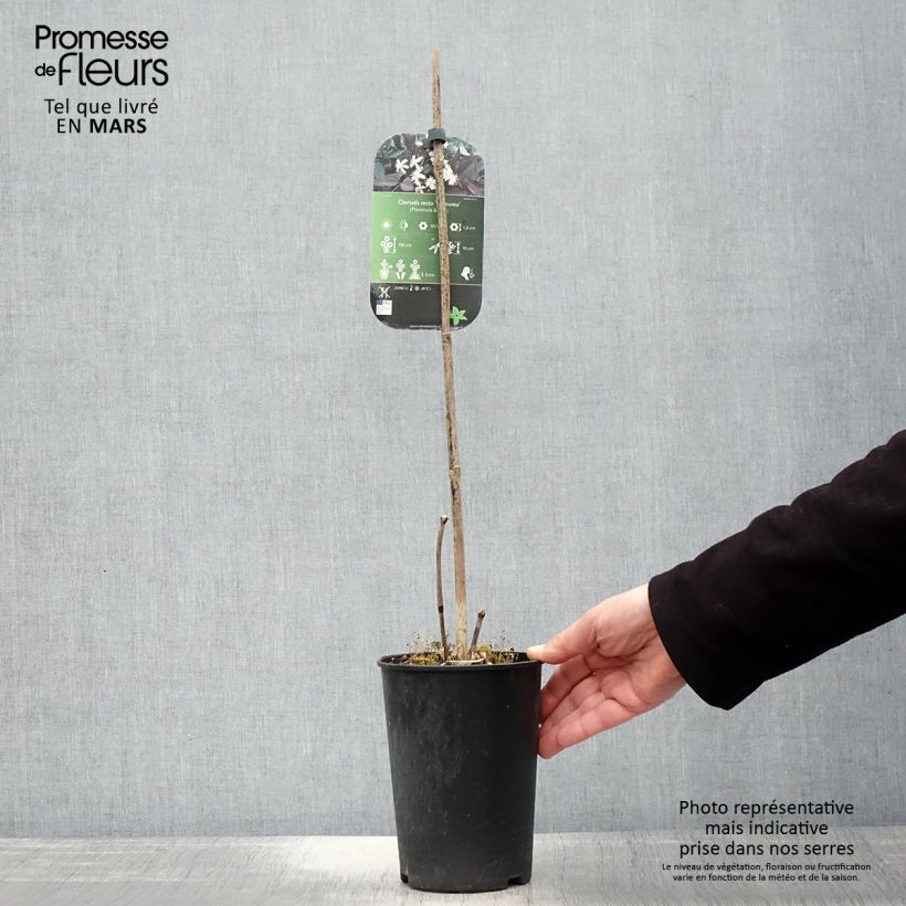 Exemplaar van Clematis recta Purpurea - Stijve clematis Pot van 2 l/3 l zoals geleverd in de lente