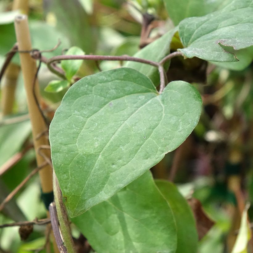Clematis Honora (Blad)