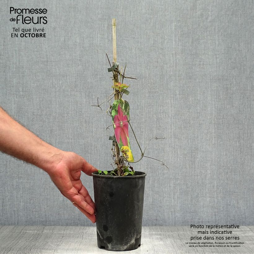 Exemplaar van Clematis Huvi Pot van 2 l/3 l zoals geleverd in de herfst
