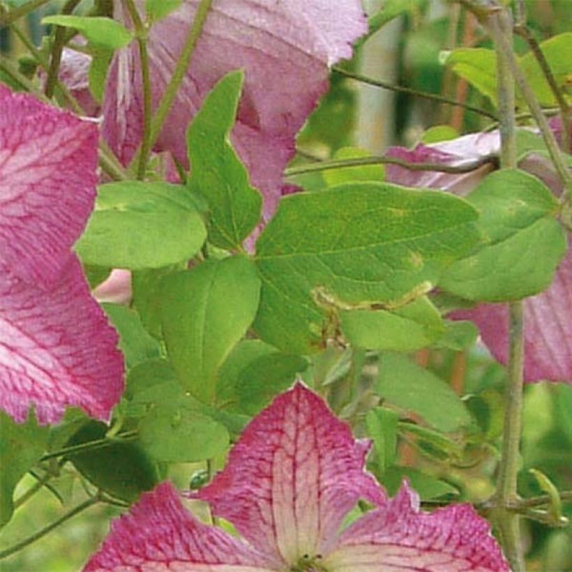 Clematis viticella I am Happy - Italiaanse clematis (Blad)