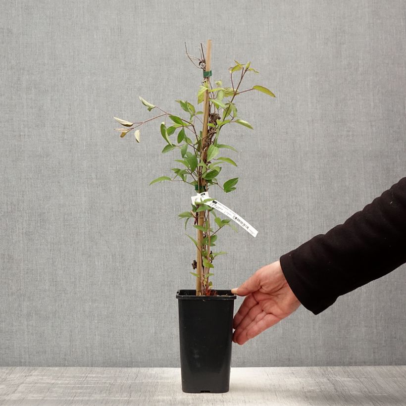 Exemplaar van Clematis integrifolia Blue Boy - Struikclematis Pot van 1,5 l/2 l zoals geleverd in de lente