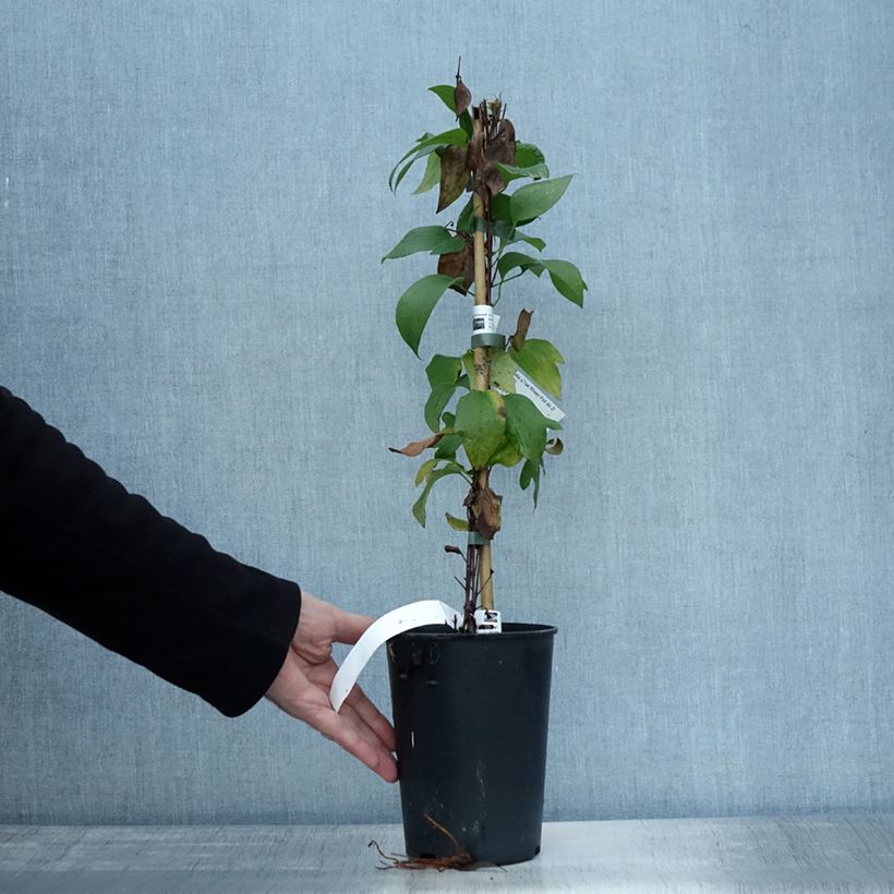 Exemplaar van Clematis integrifolia Blue River - Struikclematis Pot van 2 l/3 l zoals geleverd in de herfst