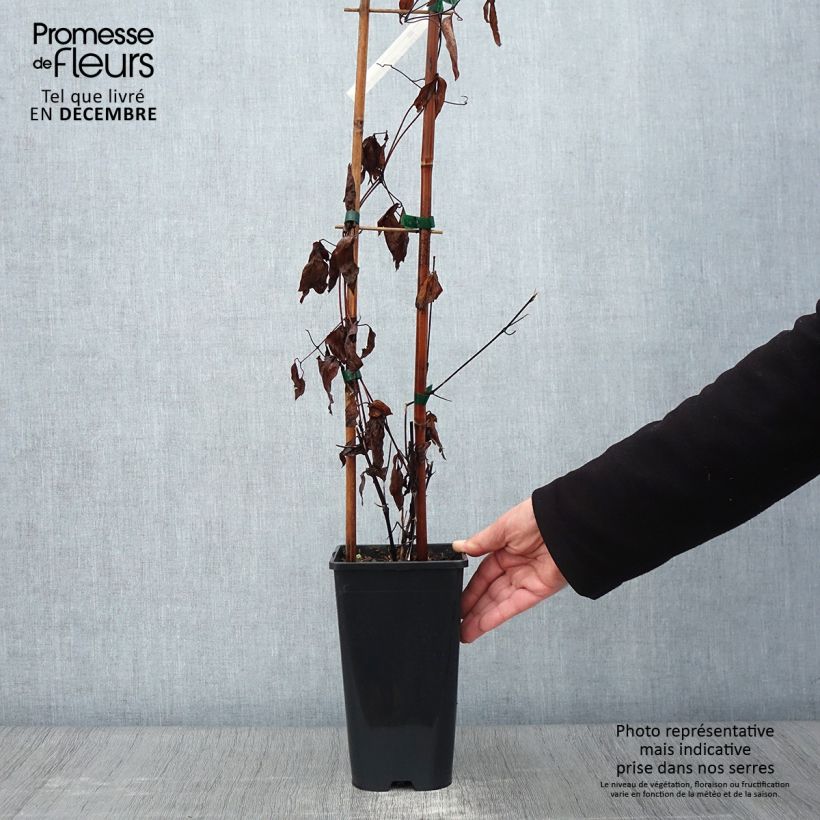 Exemplaar van Clematis integrifolia Saphyra Duo - Roze Pot van 2 l/3 l zoals geleverd in de herfst