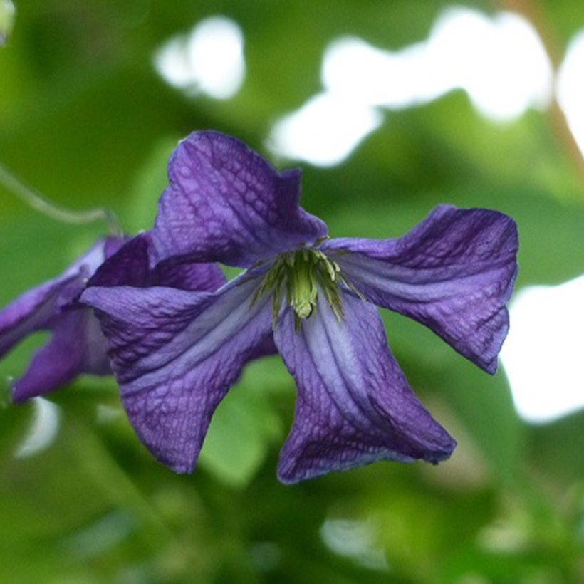 Clematis viticella - Italiaanse clematis (Flowering)