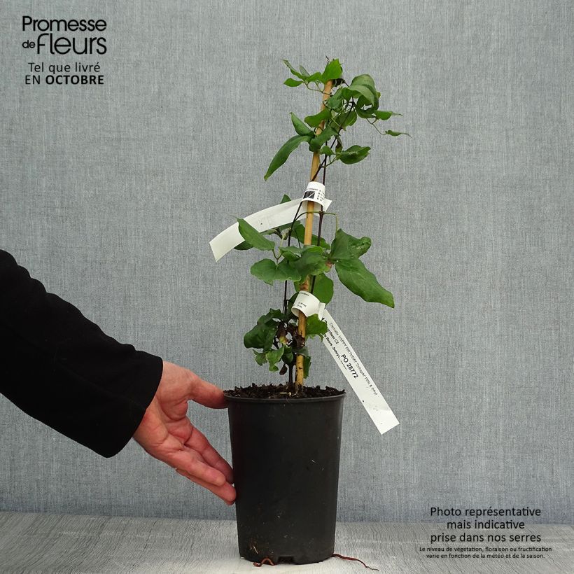 Exemplaar van Clematis Happy Birthday - Italiaanse clematis Pot van 1,5 l/2 l zoals geleverd in de herfst
